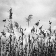  Bessa R / canon serena 35mm f3.5 / apx100 / 우포